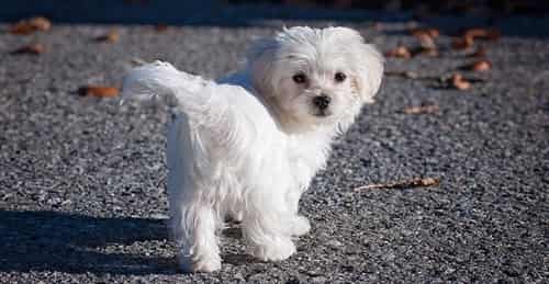 maltese-dog-appearance